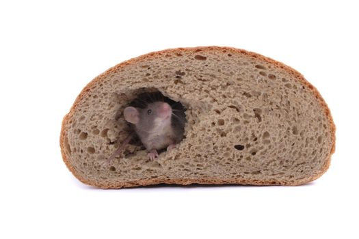 mouse and his bread house isolated on the white background