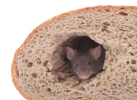 mouse and his bread house isolated on the white background