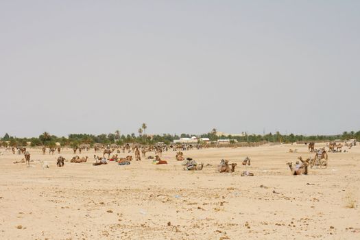 camel caravan on the sahara desert in the tunisia 