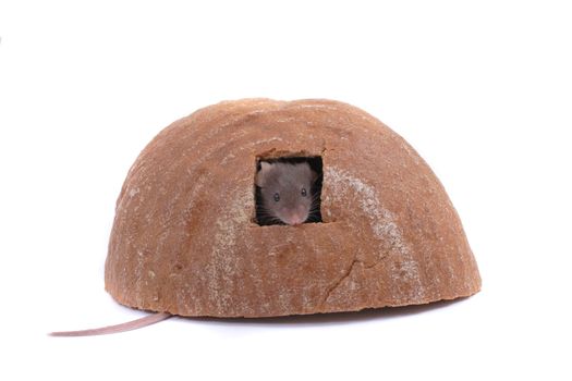 mouse and his bread house isolated on the white background