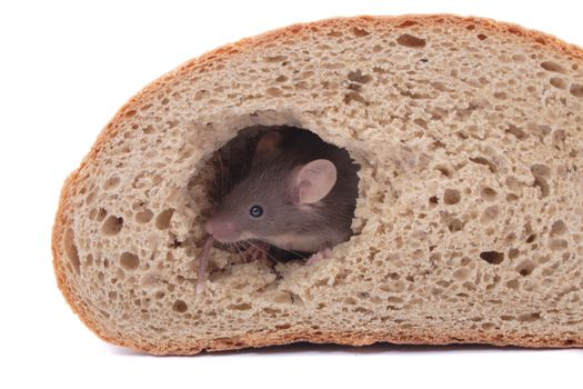 mouse and his bread house isolated on the white background