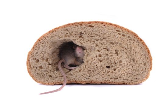 mouse and his bread house isolated on the white background