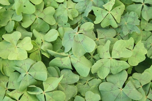 fresh green leaves as nice natural background 