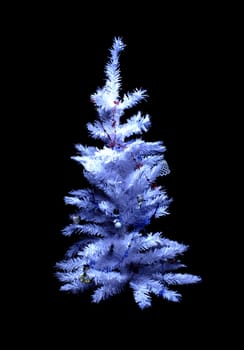 christmas tree isolated on the black background