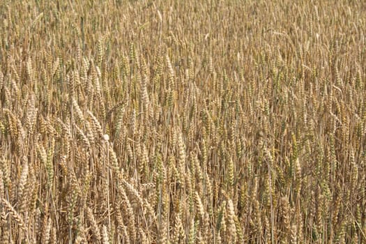 nice golden corn with from czech republic