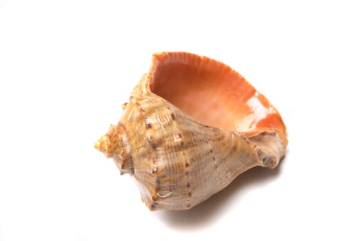 very nice seashell on the wehite background 