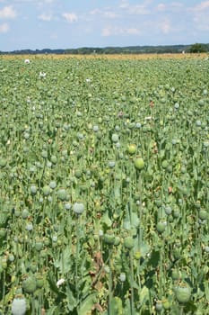 poppy field with the blue sky from czech republic