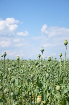 poppy field with the blue sky from czech republic