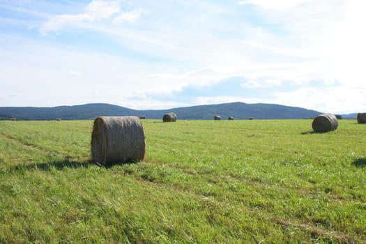 czech summer country with the green grass