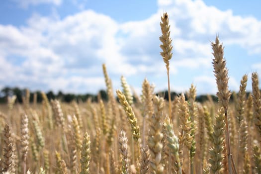 golden corn with the blue sky from czech republic