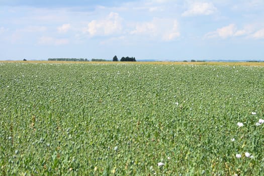 poppy field with the blue sky from czech republic