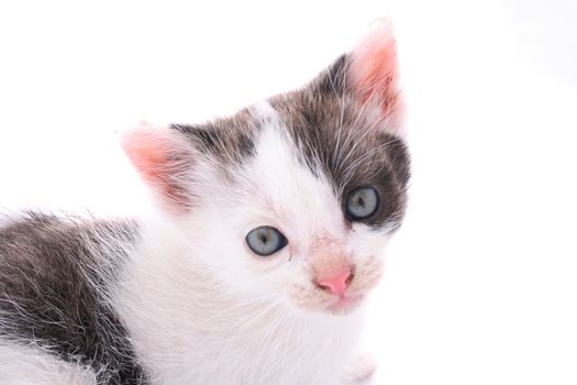 small cat isolated on the white background