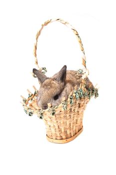 small easter rabbit on the white background 