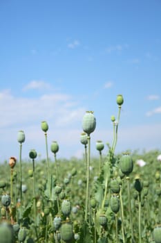 poppy field with the blue sky from czech republic