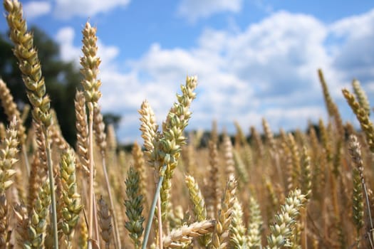 fresh golden corn on the blue sky background