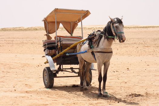 tunisian horse in the sahara desert in africa