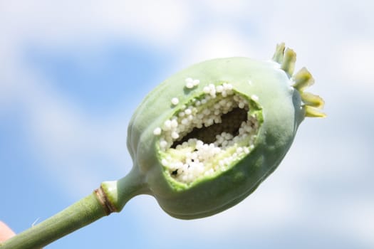 poppy head with the blue sky from czech republic