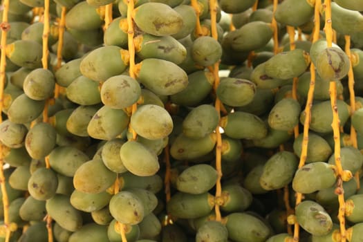 date fruits from the tree from the tunisia 
