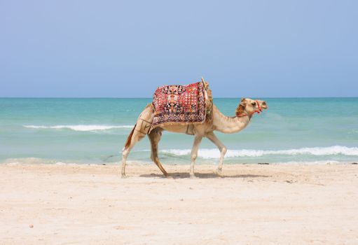 camel is walking on the tunisian beach 