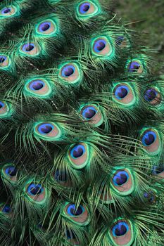 natural background from the feathers of peacock 