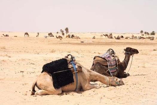 tunisian camels in the sahara desert in africa