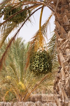 date fruits from the tree from the tunisia 
