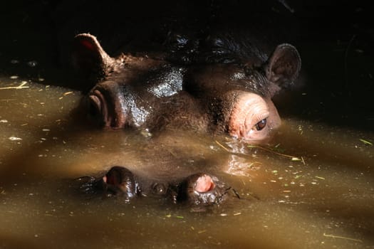 head with eyes of hippo in the water 