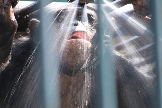 head of nice monkey in the shower 
