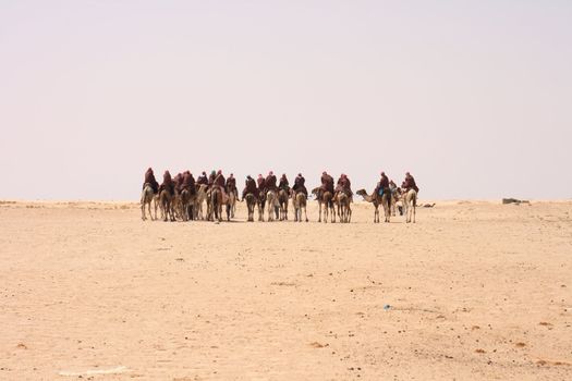 camel caravan on the sahara desert in the tunisia 