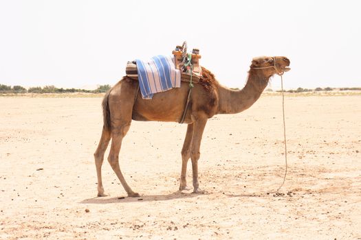 camel on the sahara desert in the tunisia 