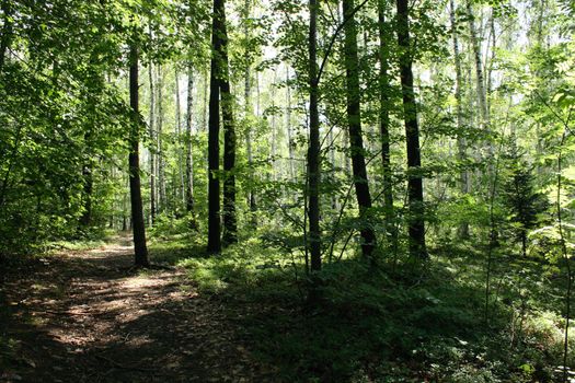 typical czech green forest in the spring 