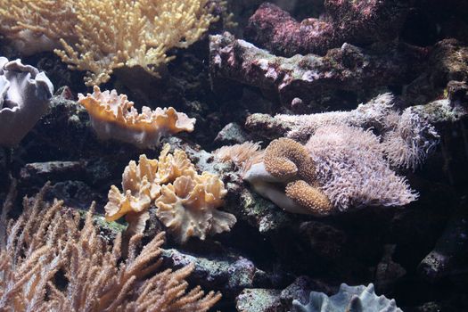 very nice aquarium background from the ZOO
