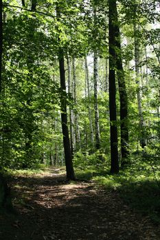 typical czech green forest in the spring 