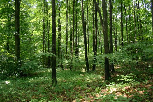 green spring forest in the czech republic