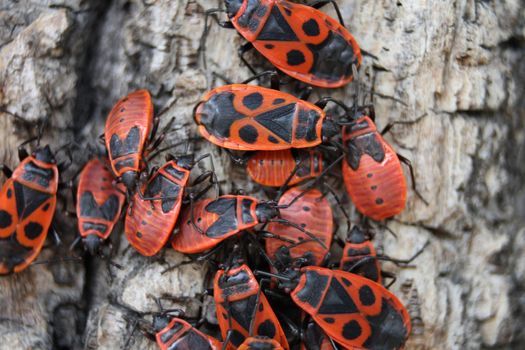 red bugs on the brown bark of the tree 