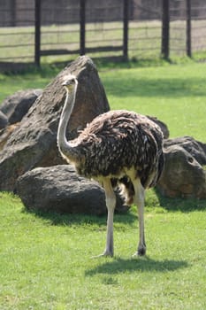 very nice ostrich on the green background 