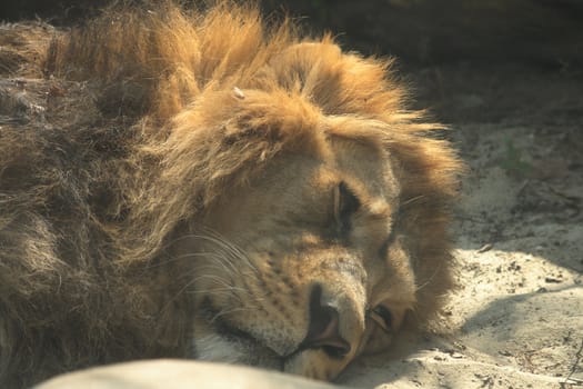 head of resting lion in the sun 