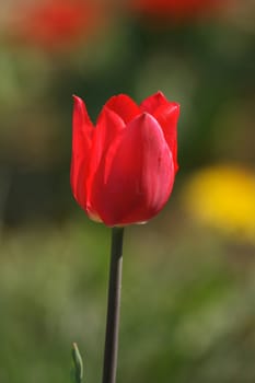nice red tulip in the green grass 