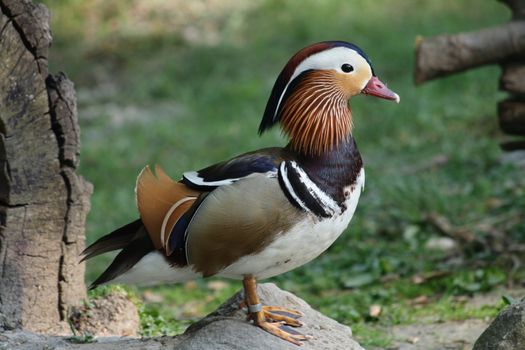 natural colorfull duck is resting in the nature