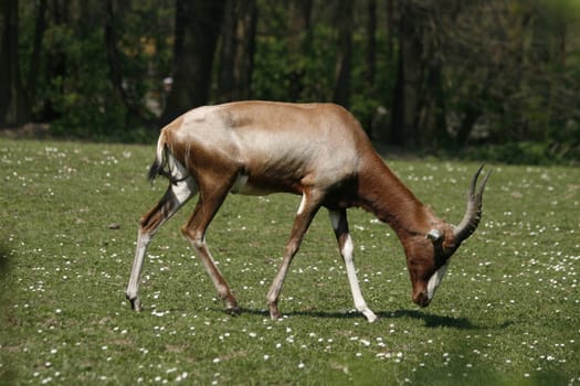 antelope is eating on the green grass