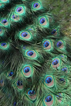 colrofull background from the feathers o peacock 