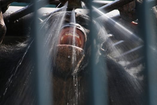 head of nice monkey in the shower 