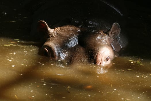 head with eyes of hippo in the water 