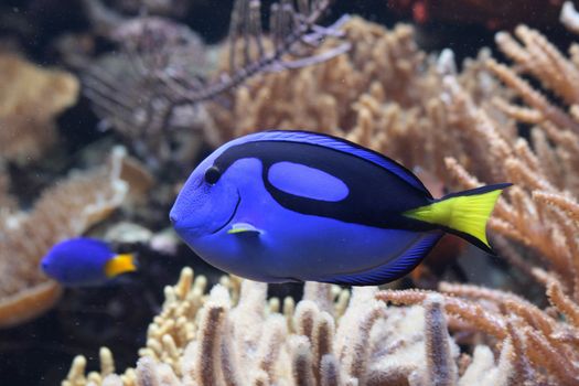 very nice aquarium background from the ZOO