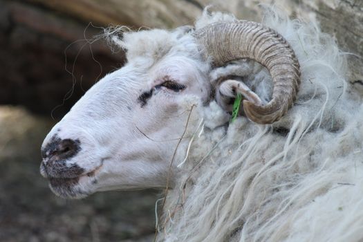 head of resting sheep from the ZOO