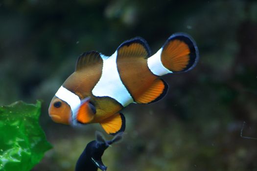 nice clown fish on the green background
