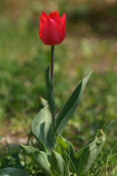 nice red tulip in the green grass 
