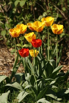 nice red and yellow tulips in the green grass 