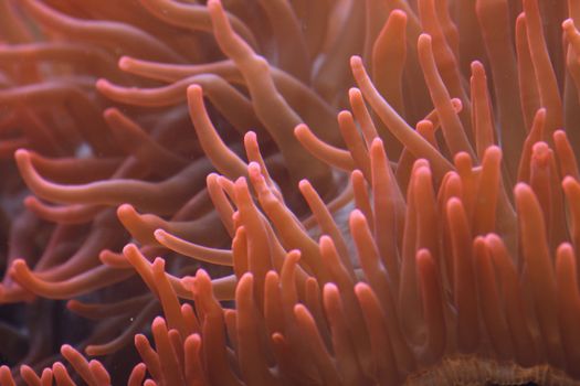very nice aquarium background from the ZOO