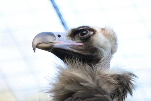 very nice detail of head of vulture 